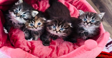 Scottish Fold cats - Advert 14