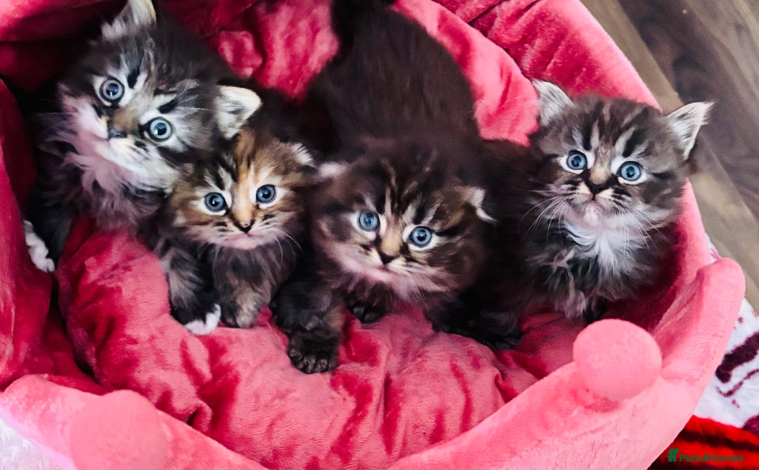 Scottish Fold cats for sale: Gorgeous Scottish Fold long hair - Image 3