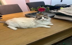 Mixed Breed cats for sale: Half Ragdoll Kitten - Image 1