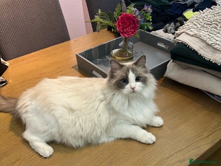 Mixed Breed cats - Advert 37