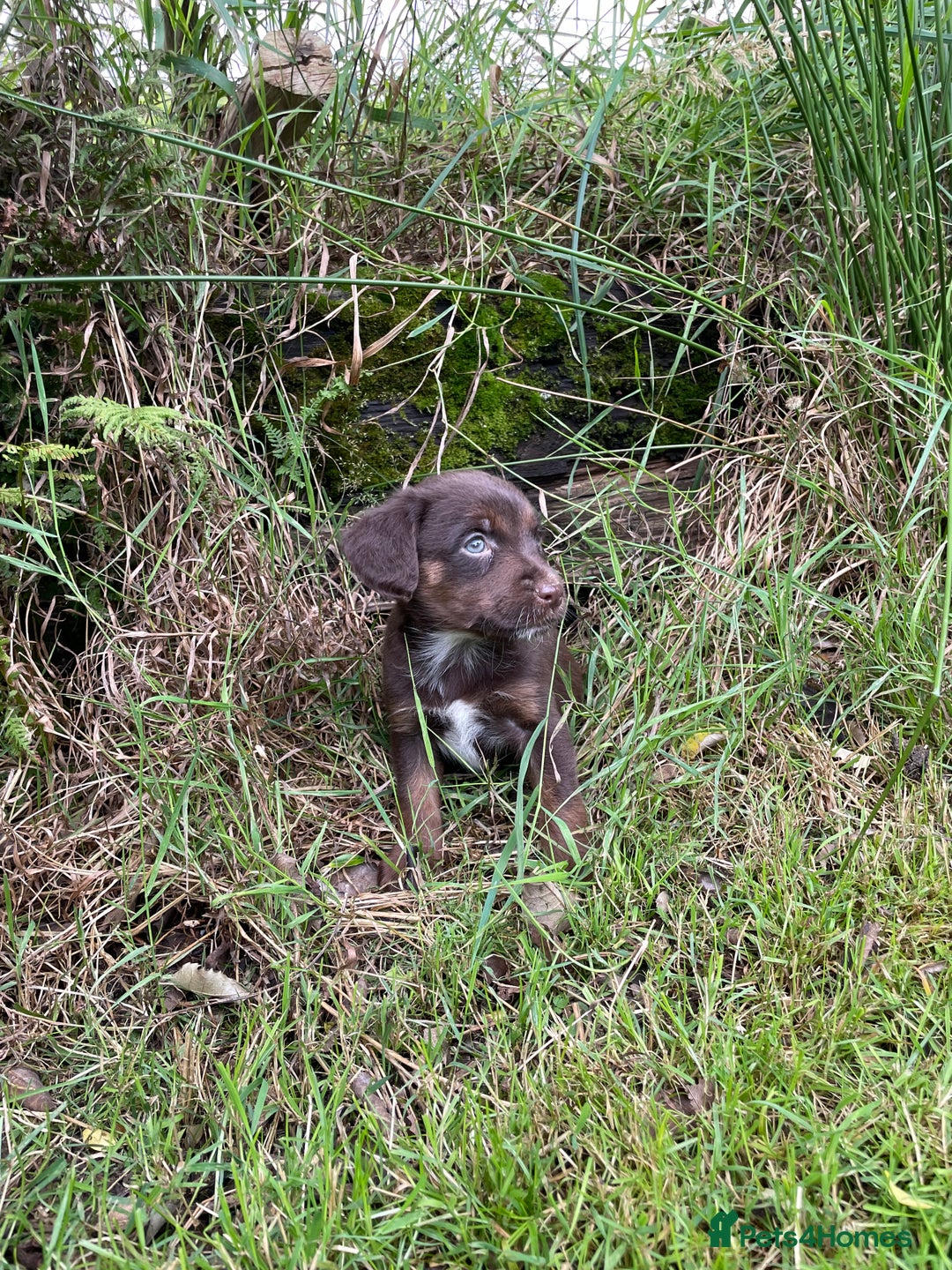 Mixed Breed dogs for sale: Sprollie puppies  - Image 13