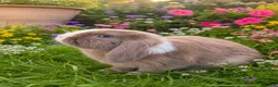 Mixed Breed rabbits for sale: A litter of 4 Holland Lop / Mini Lop Bunny’s  in Bognor Regis - Advert 3