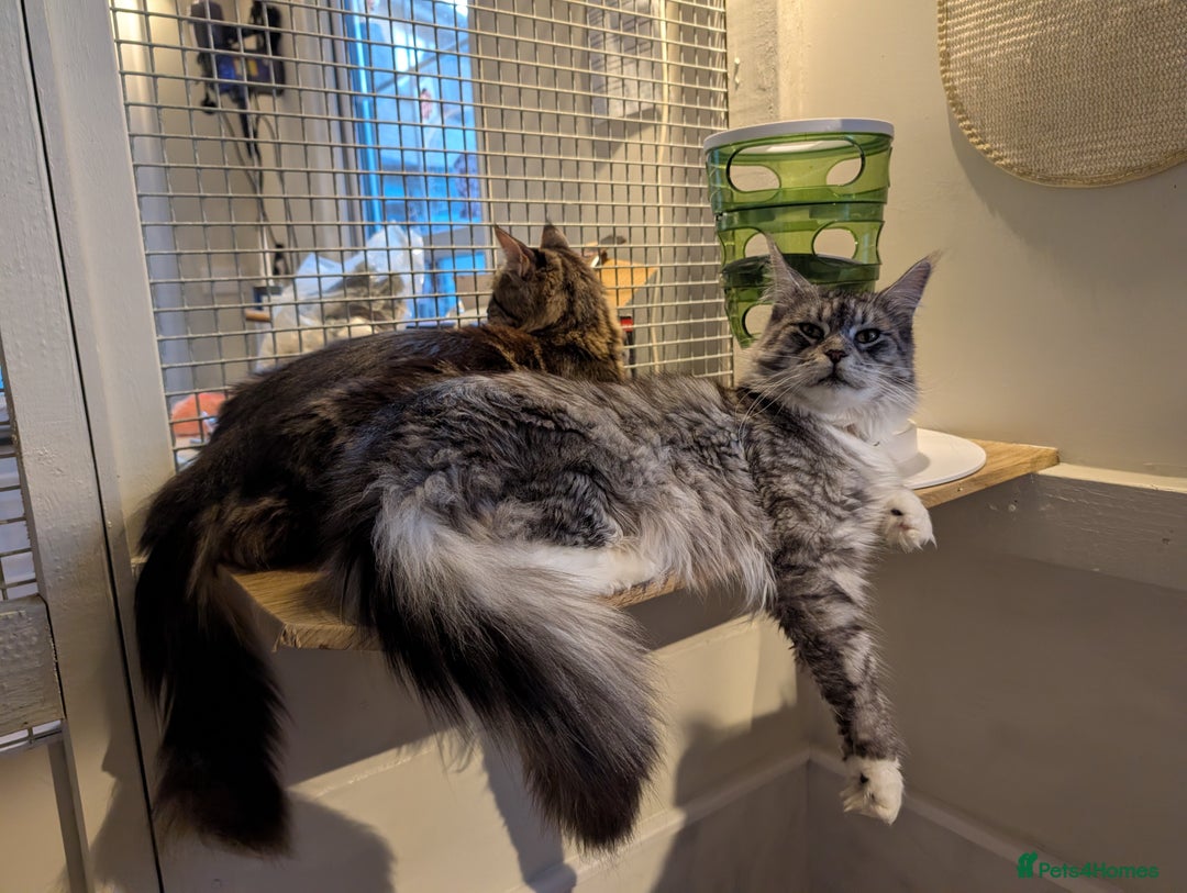 Maine Coon cats for sale: Tica Pedigree Maine coon queen - Advert 2
