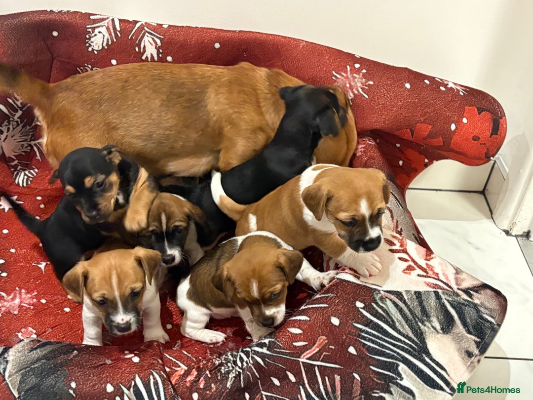 Jack Russell dogs for sale: 6 striking puppies  - Advert 11