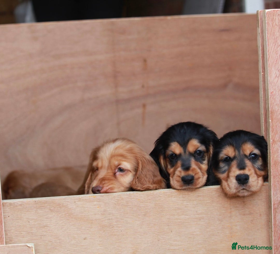 Cocker Spaniel dogs for sale: Full Cocker Spaniels Puppies  - Image 13