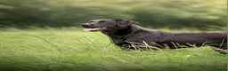 Labrador Retriever dogs for sale: KC Registered Labrador Puppies  in Dorchester - Advert 5
