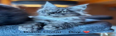 Maine Coon Kitten 1