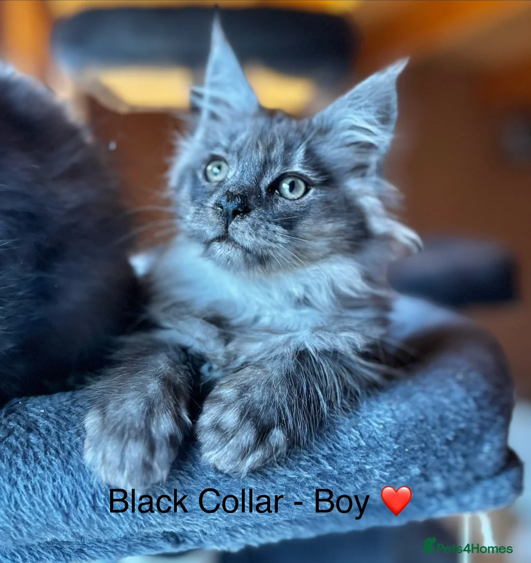 Maine Coon cats for sale: 5 beautiful Grey Smoke Maine Coon Kittens - Advert 4