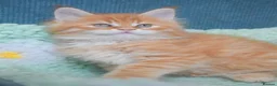 Maine Coon cats for sale: RED tabby Maine coon MALE - Advert 4