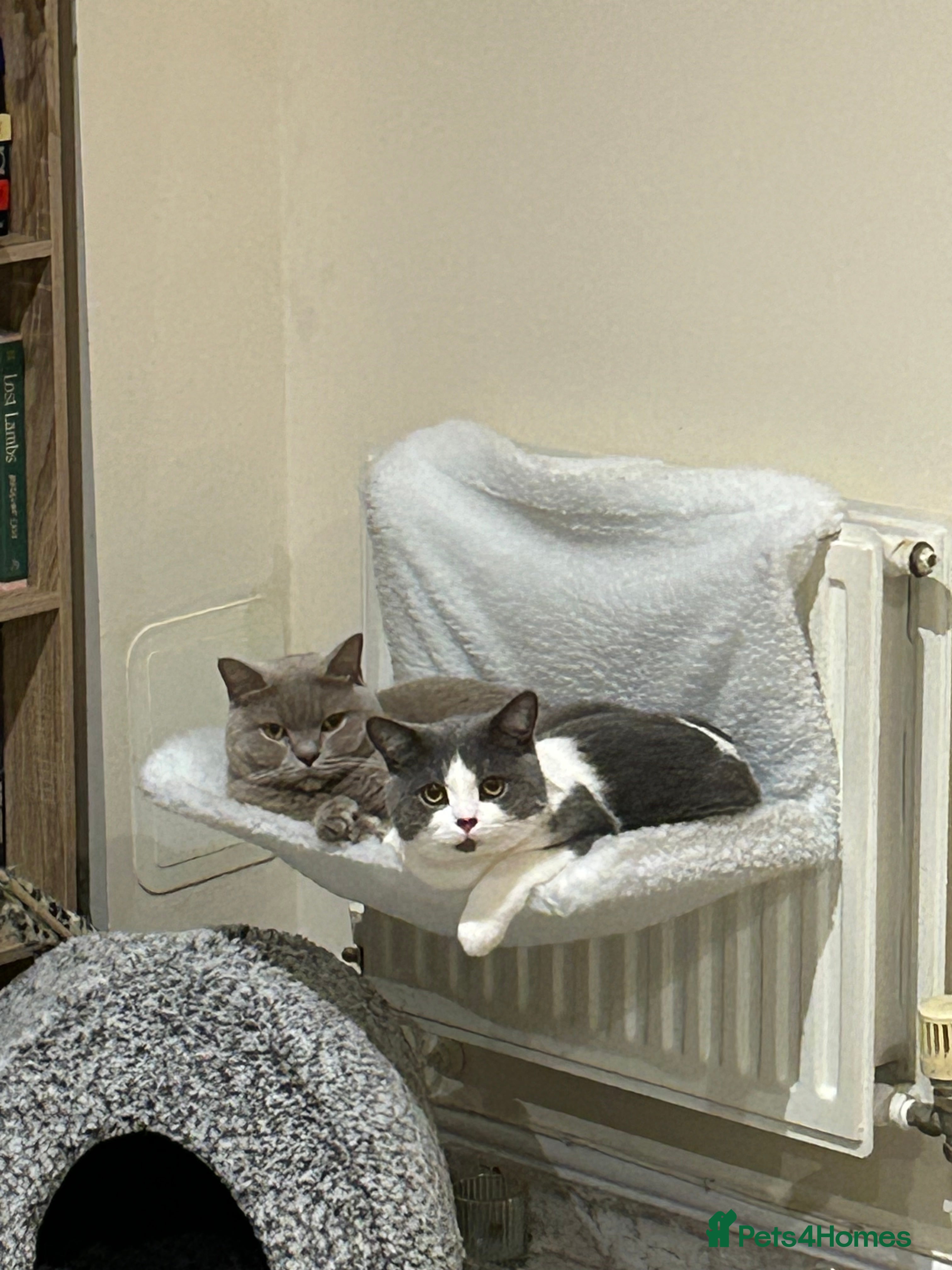 British Shorthair cats British Shorthair Cats to Rehome - Advert 5