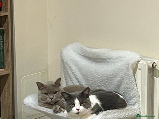 British Shorthair cats British Shorthair Cats to Rehome - Advert 2