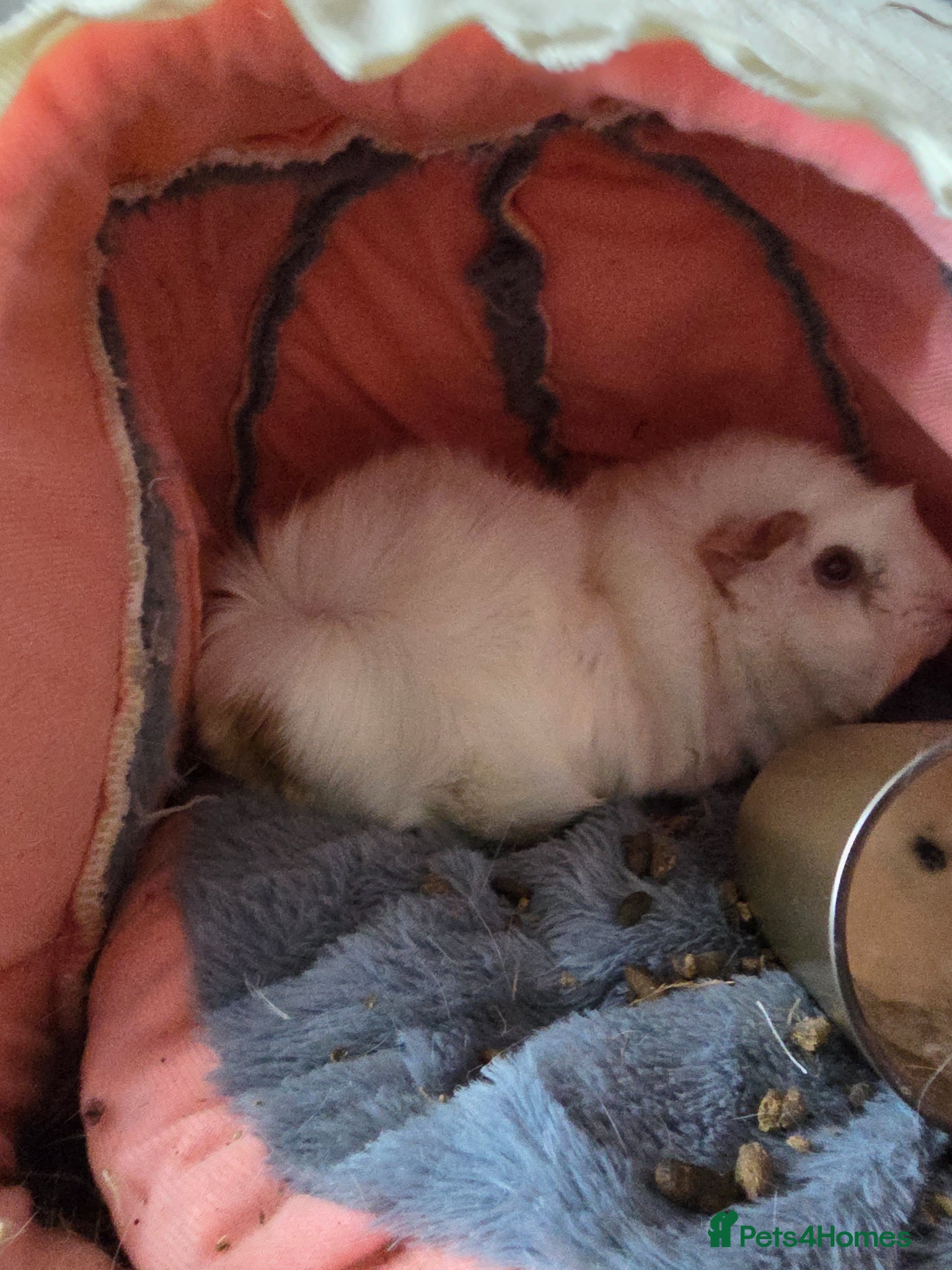 Guinea Pig rodents Two girl Guinea pig for adoption - Advert 2