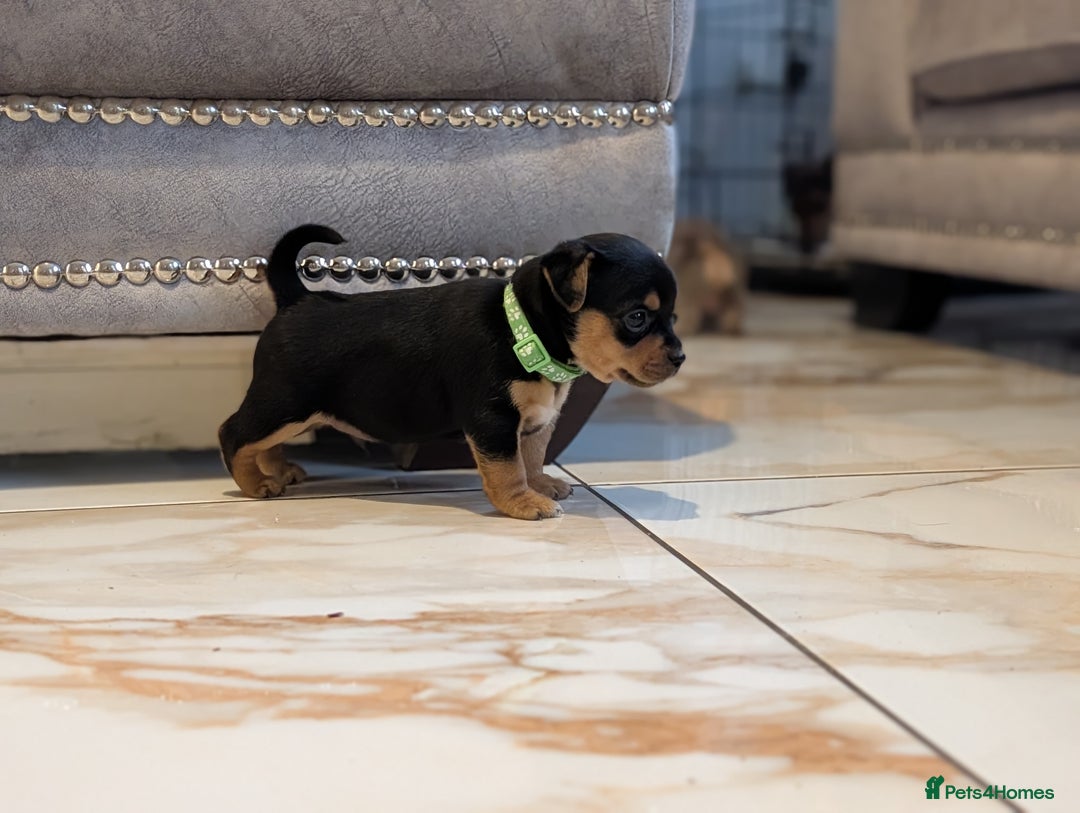 Jack Russell dogs for sale: Quality Miniature Jack Russells  - Advert 9