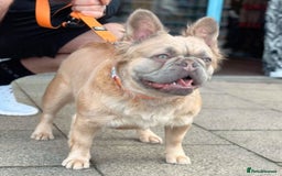 French Bulldog dogs for sale: French Bulldog Female - Image 3