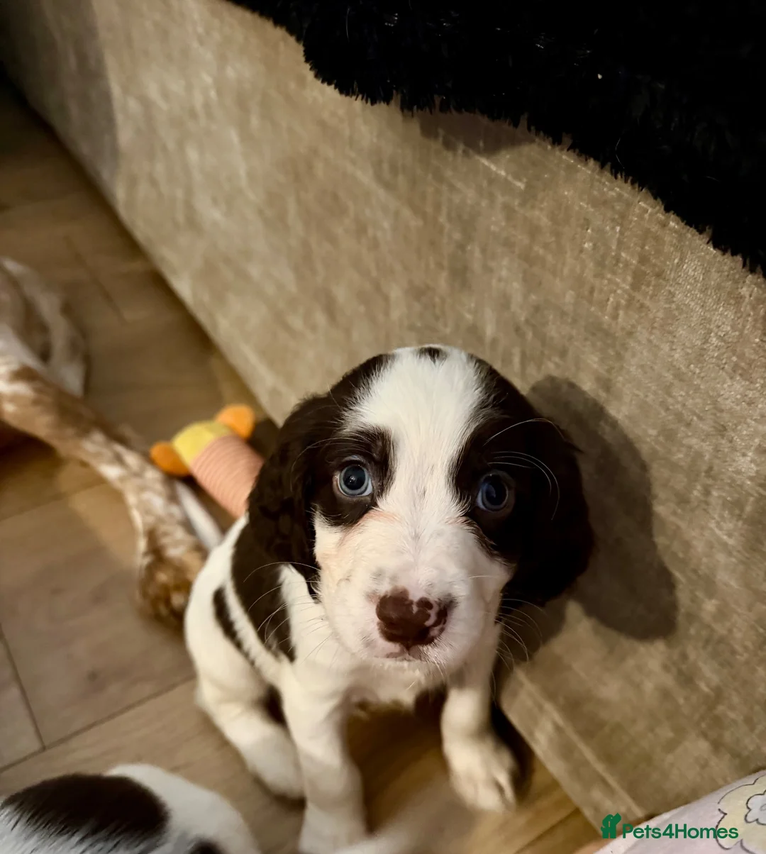 Cocker Spaniel dogs for sale: 2 pups left!!✨ - Advert 1