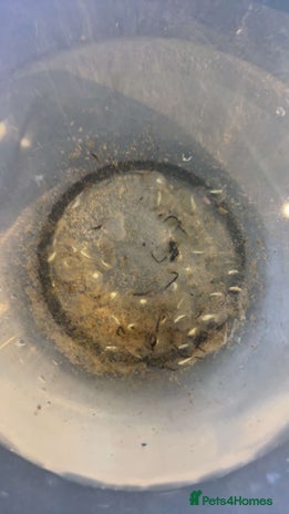 Other/Mixed Breed fish - Advert 16