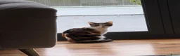 Domestic Shorthair cats for sale: Myla  - Advert 6