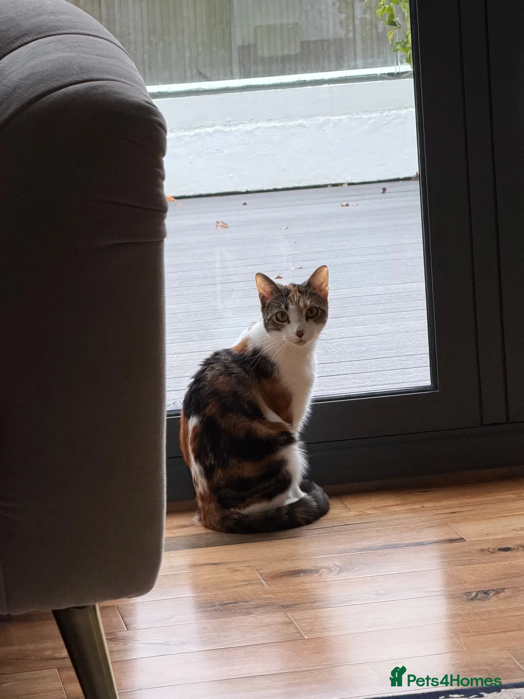 Domestic Shorthair cats for sale: Myla  - Advert 6