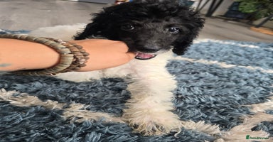Standard Poodle dogs - Advert 3