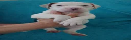 American Bulldog dogs for sale: Outstanding Merle American Bulldogs - Advert 35