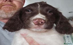 English Springer Spaniel dogs for sale: Beautiful Kc reg springer spaniel pups - Advert 4