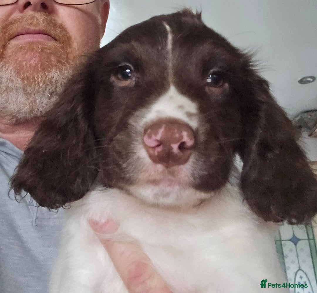 English Springer Spaniel dogs for sale: Beautiful Kc reg springer spaniel pups - Advert 4