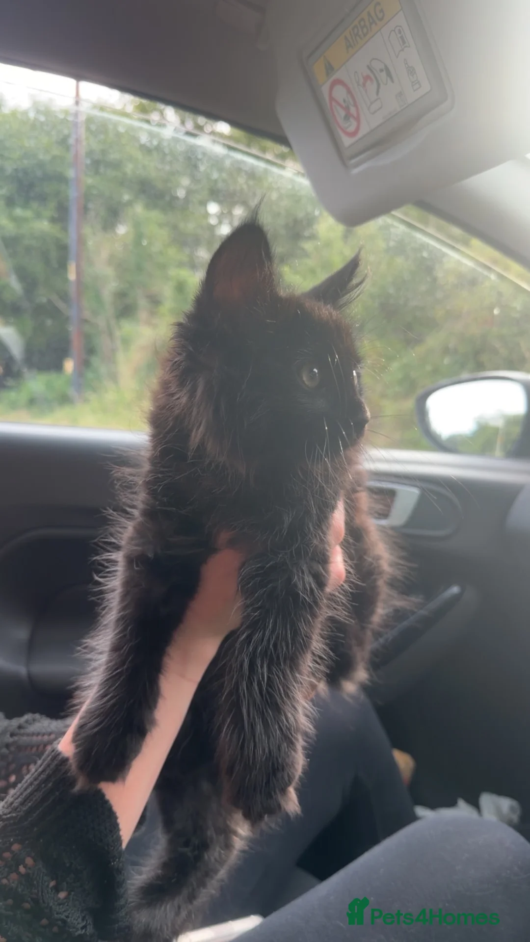 Maine Coon cats for sale: TICA - Maine Coon Kittens ready for forever homes! - Advert 2