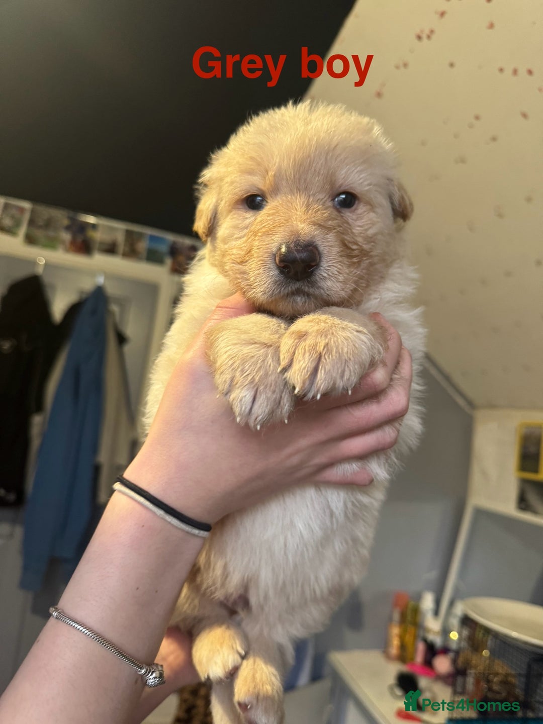 German Shepherd dogs for sale: Gorgeous German shepherd pups - Advert 15