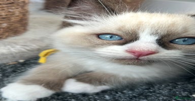 Ragdoll cats - Advert 8