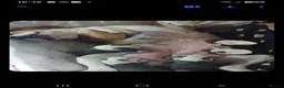 English Bulldog dogs for sale: 4 stunning tri merle english bulldogs - Advert 2