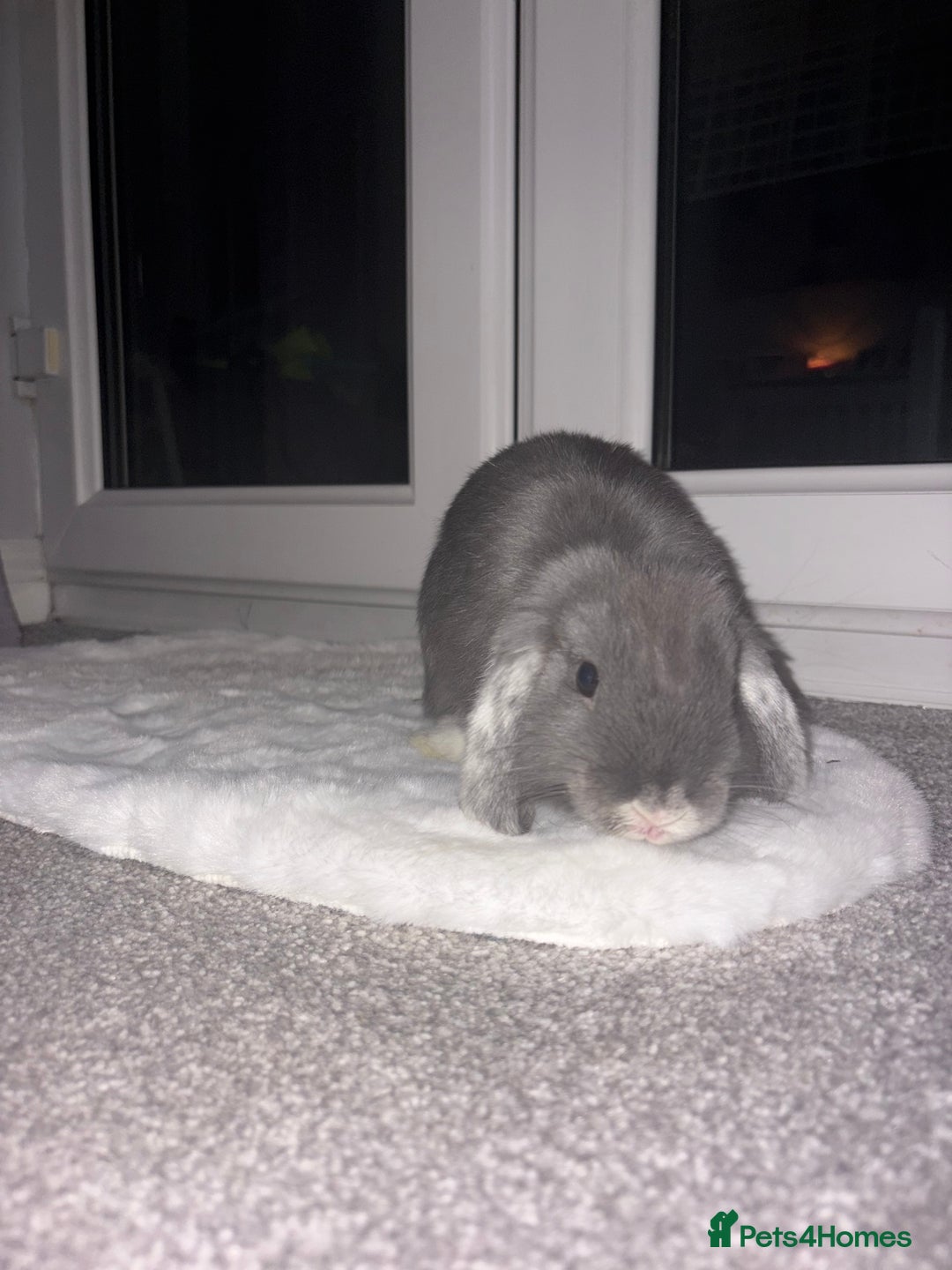 Mini Lop rabbits for sale: Grey and white mini lop  - Image 4