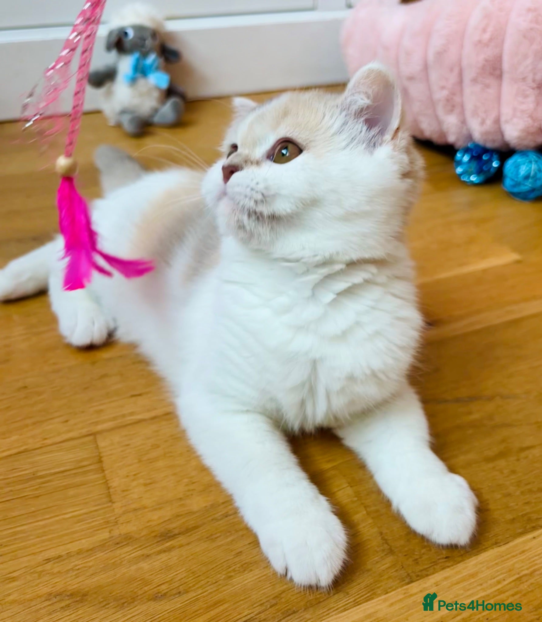 Scottish Fold cats Pedigree Adorable Scottish Fold Kittens  - Advert 6