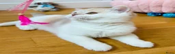 Scottish Fold cats for sale: Pedigree Adorable Scottish Fold Kittens  - Advert 14