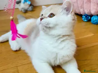 Scottish Fold cats Pedigree Adorable Scottish Fold Kittens - Advert 6