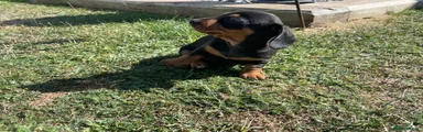 Miniature Dachshund 5