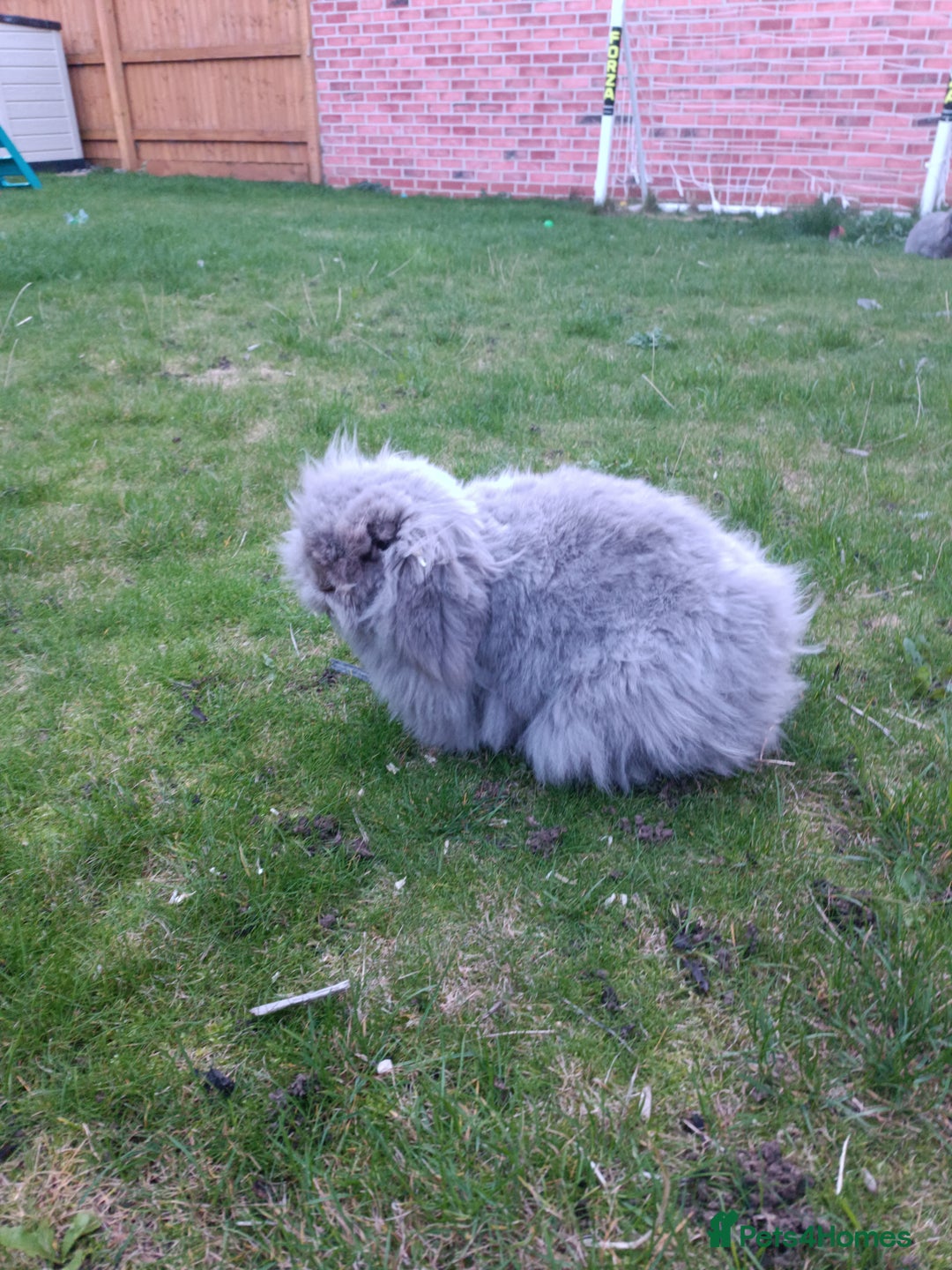 Mini Lion Lop rabbits for sale: Mini lion head lop male - Image 4