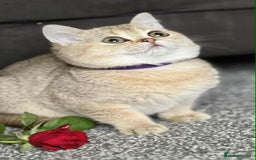 British Shorthair cats for sale: BSH TICA Girls for sale - Image 4