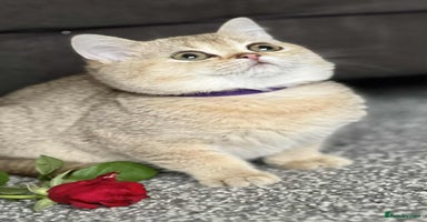 British Shorthair cats - Advert 5