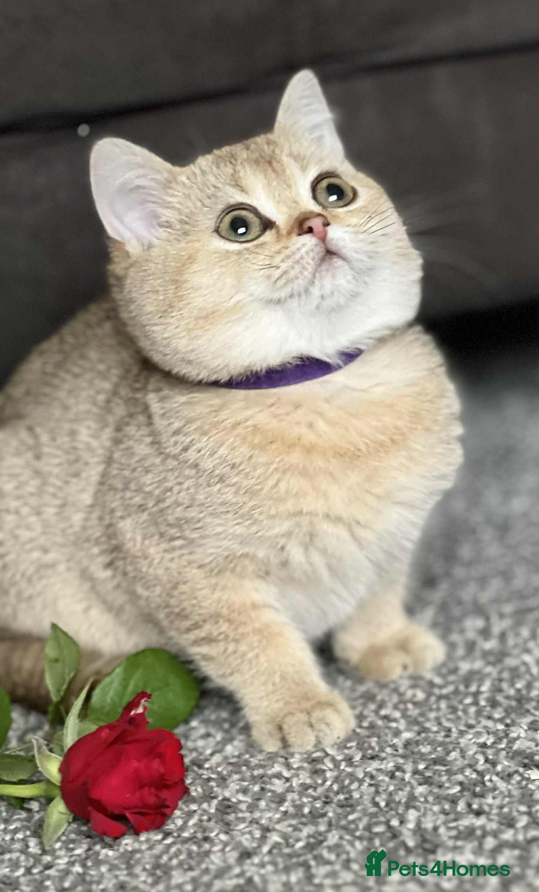 British Shorthair cats for sale: BSH TICA Girls for sale - Image 4