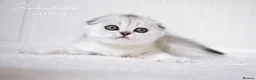 Scottish Fold cats for sale: Scottish Fold Healthy & Socialised - Advert 2