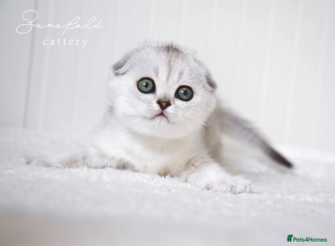Scottish Fold cats for sale: Scottish Fold Healthy & Socialised - Advert 2