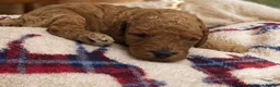 Cavapoo dogs for sale: extensively health tested toy cavapoo litter - Advert 3