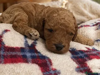 Cavapoo dogs extensively health tested toy cavapoo litter - Advert 8