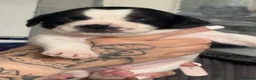 Mixed Breed dogs for sale: 8 beautiful frenchie cross cocker spaniels  in Blackpool - Advert 4