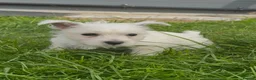 West Highland Terrier dogs for sale: Beautiful westie male and female available - Advert 6