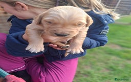 Golden Retriever dogs for sale: Working golden retriever puppies for sale  - Image 17