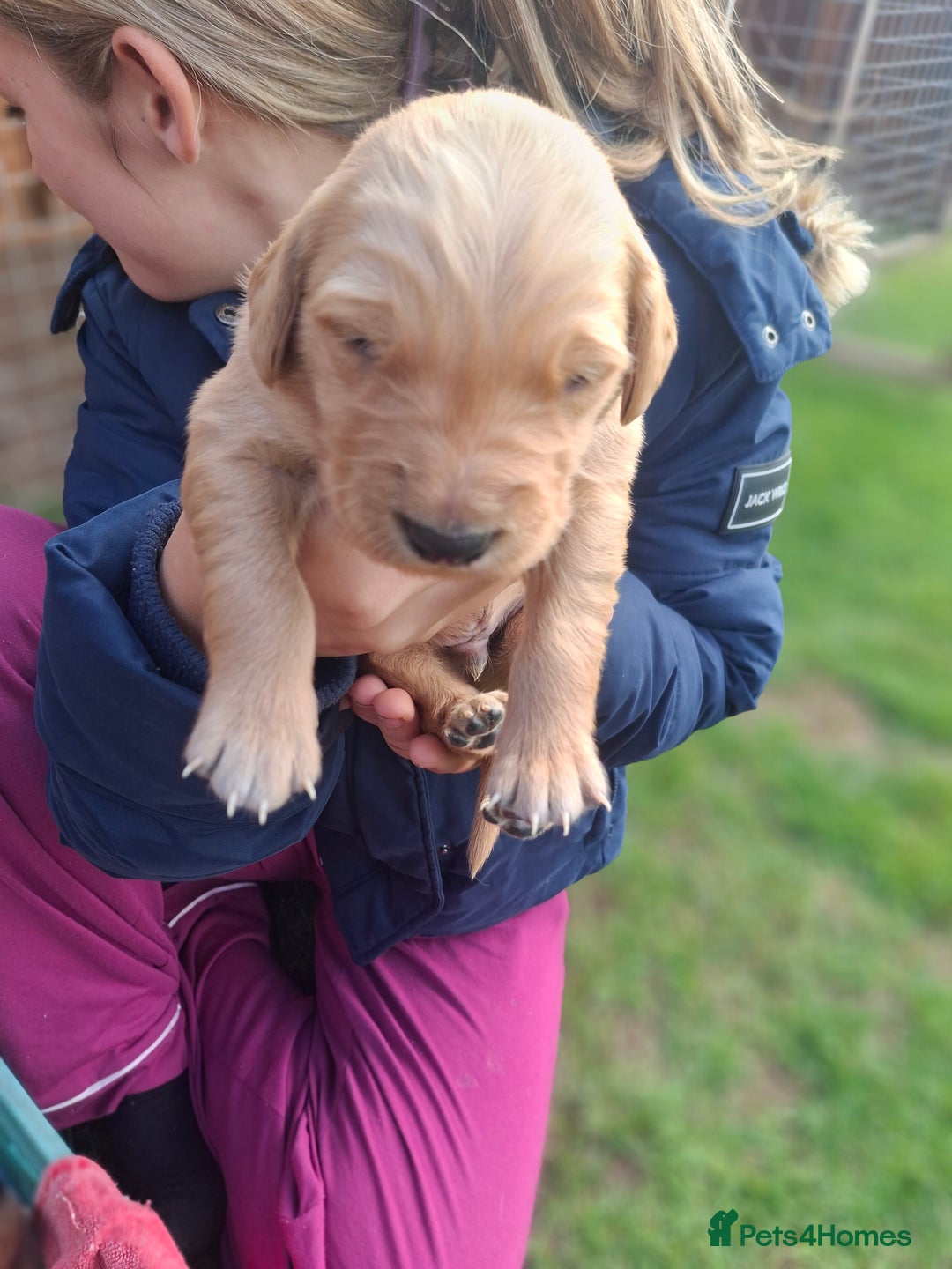 Golden Retriever dogs for sale: Working golden retriever puppies for sale  - Image 17