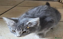 Bengal cats for sale: 3 KITTENS READY FOR NEW HOME  - Image 3