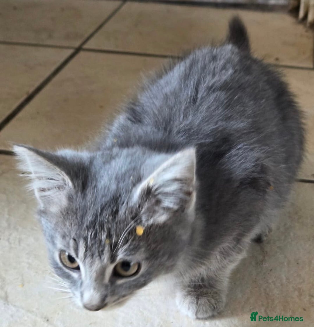 Bengal cats for sale: 3 KITTENS READY FOR NEW HOME  - Image 3