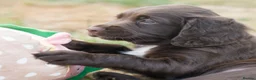 Sprocker dogs for sale: Sprocker puppies READY NOW - Advert 10